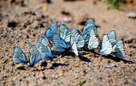 Insect by flap and garden are often a vermin of the agricultureの写真素材