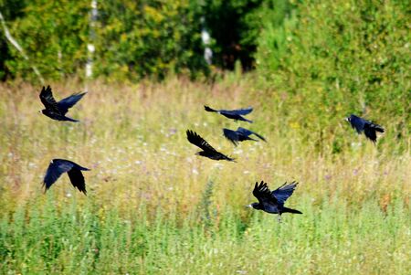In steppe Altaya lives much miscellaneouses type birdsの写真素材