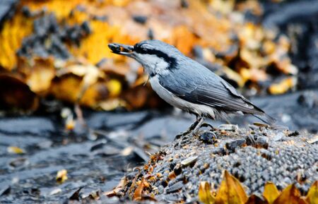In steppe Altaya lives much miscellaneouses type birdsの写真素材