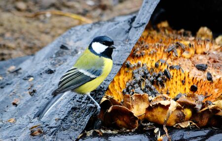 In steppe Altaya lives much miscellaneouses type birdsの写真素材