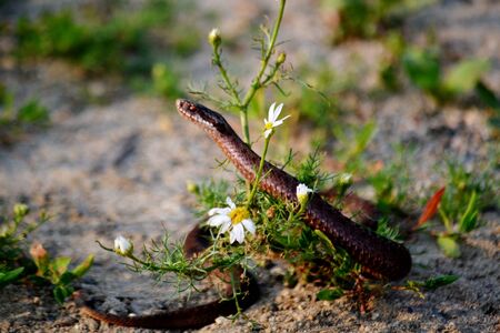 Wild animals occupy greater ecological niche on Altai