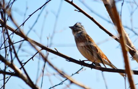 In steppe Altaya lives much miscellaneouses type birds