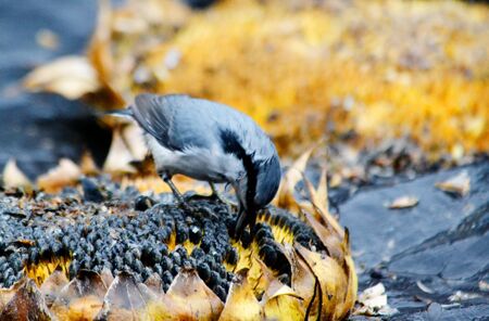 In steppe Altaya lives much miscellaneouses type birdsの写真素材