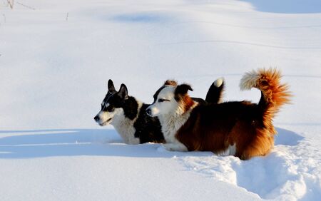 Home animals play greater role in lifes of the personの写真素材