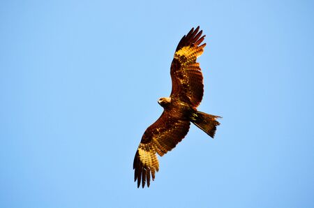 In steppe Altaya lives much miscellaneouses type birds