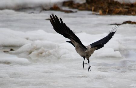 In steppe Altaya lives much miscellaneouses type birdsの写真素材