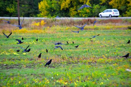 In steppe Altaya lives much miscellaneouses type birdsの写真素材
