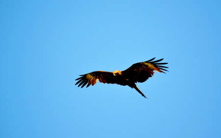 In steppe Altaya lives much miscellaneouses type birdsの写真素材