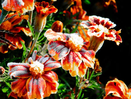 Varied flora Altaya pleases eye of the photographer in wood and steppeの写真素材
