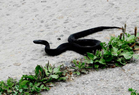 Wild animals occupy greater ecological niche on Altaiの写真素材