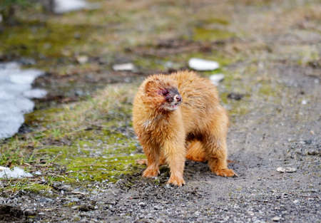 Wild animals occupy greater ecological niche on Altai