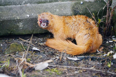 Wild animals occupy greater ecological niche on Altaiの写真素材