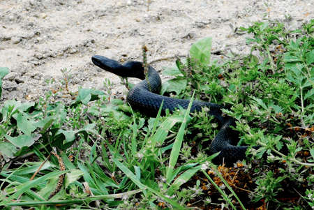 Wild animals occupy greater ecological niche on Altaiの写真素材