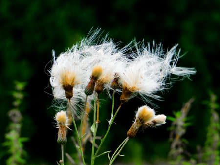 Luxurious flora Altaya pleases eye of the artist, travellier