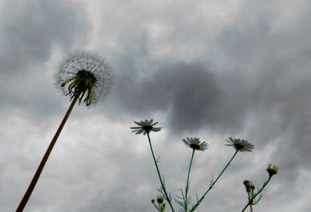 Luxurious flora Altaya pleases eye of the artist, travellierの写真素材