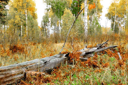 The Nature Altaya pleases the eye of the artist, travellier.の写真素材