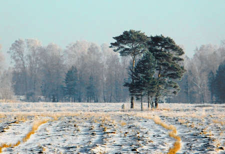 Landscapes wood and steppes Altaya please eye of the artistの写真素材