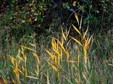Landscapes wood and steppes Altaya please eye of the artistの写真素材