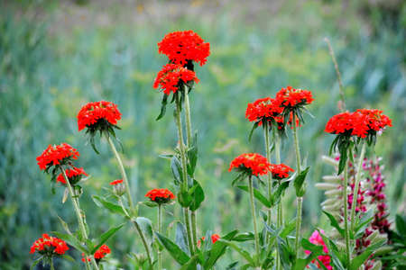 Luxurious flora Altaya pleases eye of the artist, travellierの写真素材