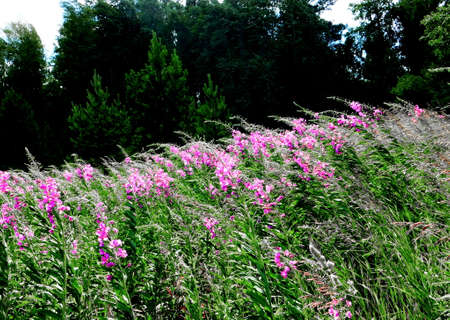 Landscapes wood and steppes Altaya please eye of the artistの写真素材