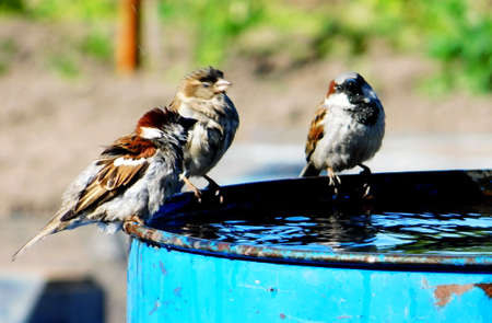 Birds wood and steppes Altaya present big interest to ornithologiesの写真素材