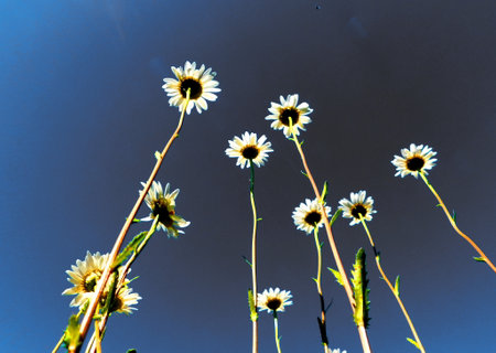 Varied flora Altaya pleases eye of the photographer in wood and steppeの写真素材