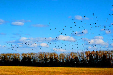Landscapes wood and steppes Altaya please eye of the artist