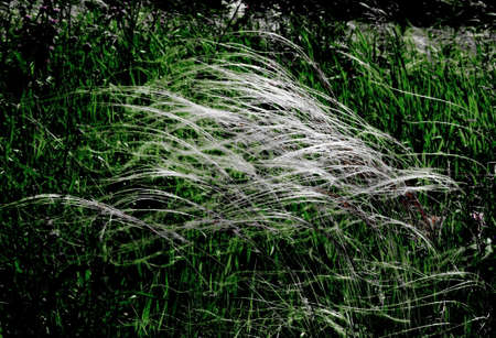 Varied flora Altaya pleases eye of the photographer in wood and steppeの写真素材