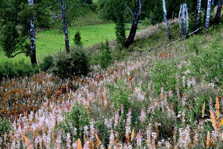 Varied flora Altaya pleases eye of the photographer in wood and steppe