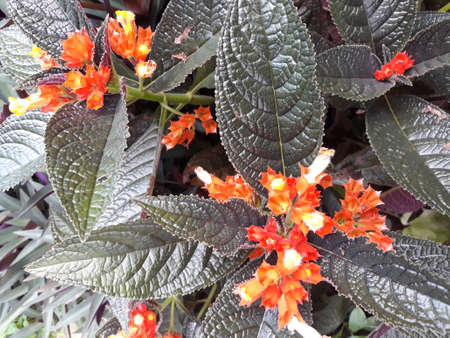 MYGIG123RF - Beautiful flower found in Cameron Highlands, Malaysia.