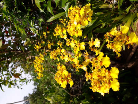 MYGIG123RF- Some of the Orchids are native to regions in the tropical forest in Asia. Orchids are one of the favorite flowers among mothers in Malaysia.の写真素材