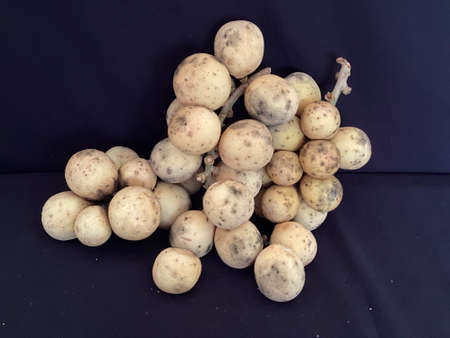 MYGIG123RF -  Duku fruit one of the Malaysian local fruit.の写真素材