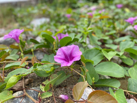 MYGIG123RF - Morning glory at Bukit Kluang beach, Besut.