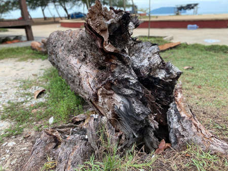 beautiful view of wooden stumps found nearer to the beach area. Bukit Keluang beach.の写真素材