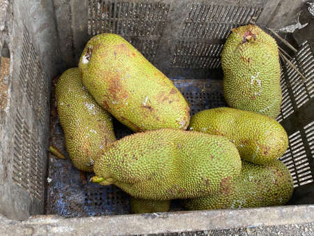 Cempedak fruit, Malaysia local fruit.