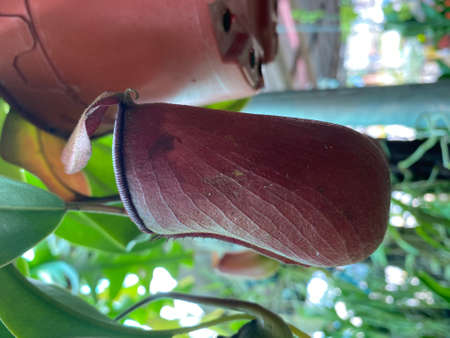 Pitcher plant.の写真素材