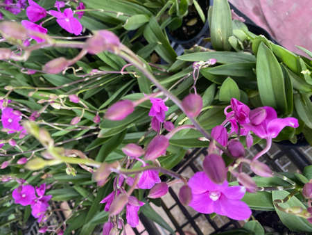 Orchid collection. Some of the Orchids are native to regions in the tropical forest in Asia. Orchids...