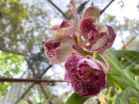 Orchid collection. Some of the Orchids are native to regions in the tropical forest in Asia. Orchids...