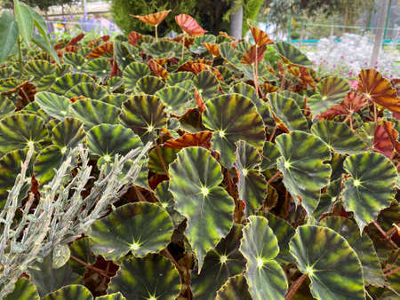 various type of plants, unique. Cameron Highland.