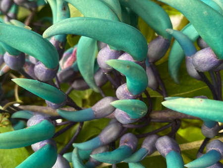 Colorful flower plant, found in Cameron Highland.の写真素材