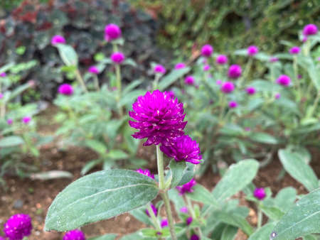 Colorful flower plant, found in Cameron Highland.