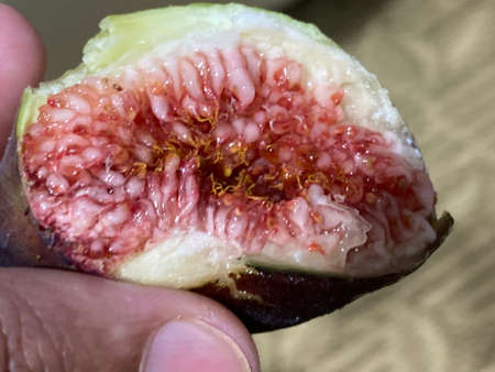 Fig fruit. Cameron Highland.