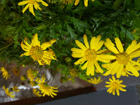Night view of flower plant, Cameron Highland.