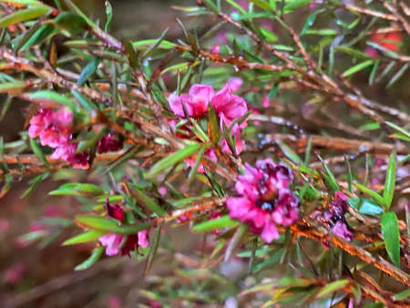 Night view of flower plant, Cameron Highland.の写真素材