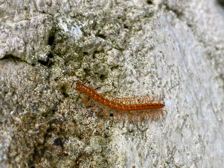 Centipede on the rock.