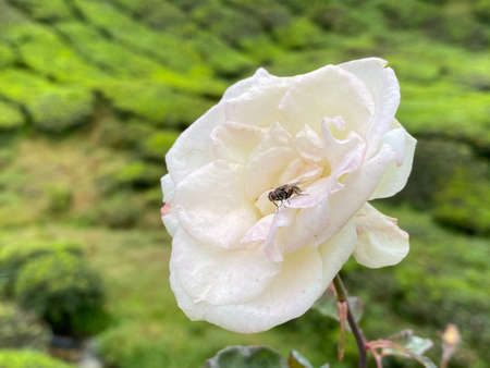 view of flower at tea farm background.の写真素材