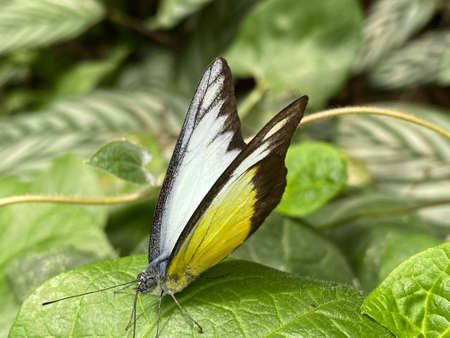 View of beautiful colourful butterfly. Cameron Highland.の写真素材