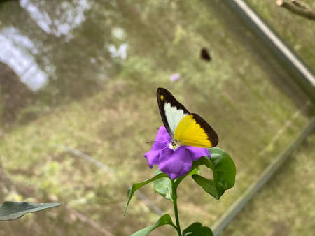 View of beautiful colourful butterfly.の写真素材