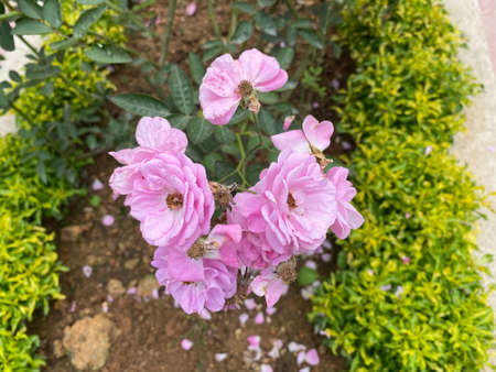 Beautiful colorful flower. Cameron Highland.