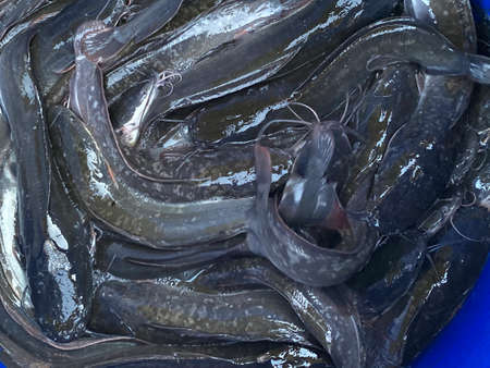 Fish sold at Kampung Raja night market.